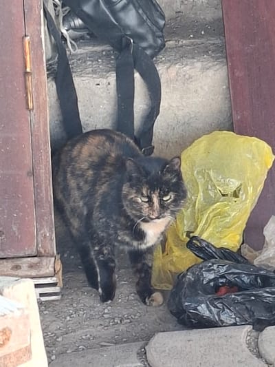 A tortoiseshell cat, exhibiting black, brown, and orange fur with a white chest and muzzle, stands on a gravel and dirt surface. Its light-colored eyes are directed forward. To the left, a weathered brown wooden door frame with a brass-colored hinge is partially visible. Behind the cat, dark concrete steps rise, with a black backpack resting upon them, its straps hanging downwards. To the cat's right, a crumpled, bright yellow plastic bag stands upright. In front of the yellow bag, a black plastic bag lies partially open on the ground, revealing a reddish object within. Additional white plastic debris is partially visible further to the right. A light grey concrete curb or block is present in the lower right foreground. The scene is located in Beshtam, Uzbekistan.