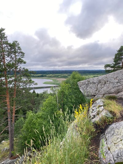 The image depicts a natural landscape view from a rocky outcrop, likely overlooking a body of water and surrounding vegetation. In the foreground, large grey rocks are covered with moss and patches of dry grass. Tall, thin blades of grass and a small cluster of yellow wildflowers grow among the rocks and on the soil.
To the left, two mature pine trees with reddish-brown bark stand prominently. Beyond these trees, dense green foliage of various trees and shrubs dominates the midground, obscuring the lower parts of the landscape.
In the background, a calm, grey body of water stretches across the scene, with a narrow, man-made structure, possibly a dam or a road, spanning its width. The water is bordered by more green vegetation and marshy areas. Further in the distance, rolling hills covered in dark green forests recede into the horizon under a heavily clouded, grey sky. The overall atmosphere is overcast and somewhat muted.
This scene is not in the city of Lakhdenkiulya, Russia.