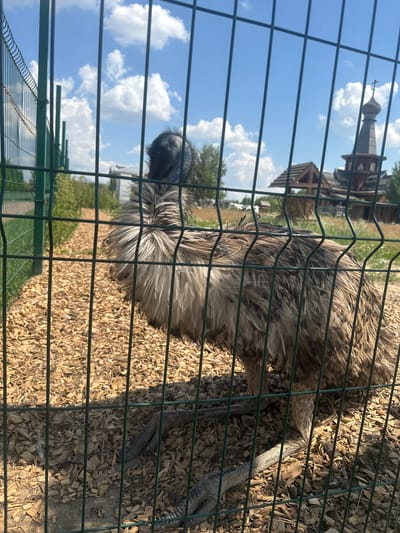 An emu stands behind a green metal fence in an outdoor enclosure. The ground of the enclosure is covered in wood chips. In the background, a wooden building with a domed roof topped with a cross is visible. The sky is blue with white clouds. The image is taken on a sunny day. The location is the city of Dal'nie Prudishchi, Russia.