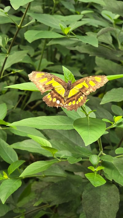 The image shows a Malachite butterfly perched on a bright green leaf. The butterfly's wings are a striking pattern of brown and yellow, with several yellow spots on each wing. The butterfly is positioned in the center of the frame, with its wings slightly open, revealing the intricate markings. The background consists of a dense foliage of green leaves, creating a natural and vibrant setting. The lighting suggests it might be daytime, and the overall impression is one of natural beauty and tranquility. There is no visible text in the image.