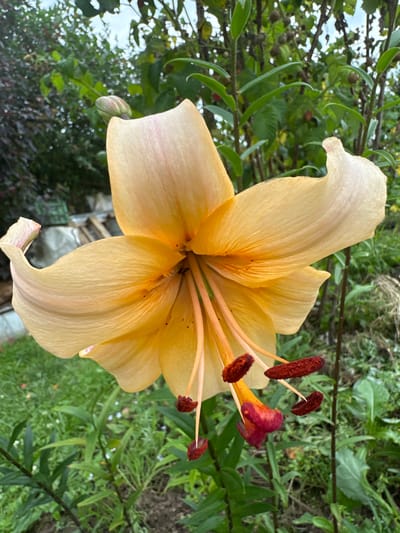 The image shows a close-up of a large, pale orange lily in bloom, set against a backdrop of green foliage. The lily's petals are slightly curved and tinged with pink at the tips. The stamens, tipped with dark red anthers, are prominent in the center of the flower. The background consists of dense green leaves and stems, with some out-of-focus elements suggesting a garden setting. There are also water droplets visible on the leaves, indicating recent rain or dew. The overall lighting is soft and diffused, suggesting an overcast or shaded environment. There are no people or animals present in the image. The location is identified as Novogorbovo, Russia, implying an outdoor scene in a garden or natural setting within that area.
