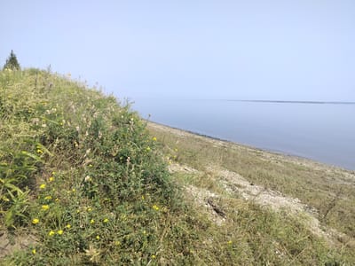 A wide, horizontal shot shows a gentle, grassy slope leading down to a calm, wide body of water under a pale blue, cloudless sky. The slope is covered in green and dry vegetation, with numerous small yellow wildflowers scattered throughout. Towards the left of the frame, a single, tall, dark green evergreen tree stands on the crest of the hill. The water is a muted blue-gray, meeting the horizon in a thin, straight line. The shoreline is visible as a narrow strip of light-colored earth and small rocks between the vegetation and the water. The scene appears to be a natural landscape, possibly a park or undeveloped area, devoid of any human presence or man-made structures. The location is identified as Bestyakh, Russia.