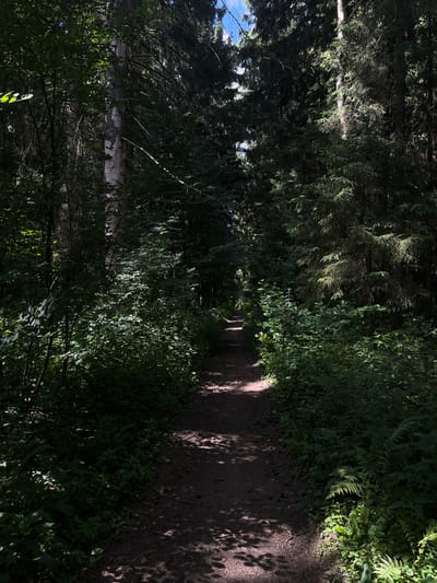 A dirt path winds through a dense forest, dappled with sunlight. Tall trees, primarily conifers and some deciduous trees, form a thick canopy overhead, casting deep shadows on the path and surrounding undergrowth. The vegetation is lush and varied, with ferns and smaller plants lining the edges of the path. The overall impression is one of a secluded, natural environment within the city of Petrov-Dalnee, Russia.