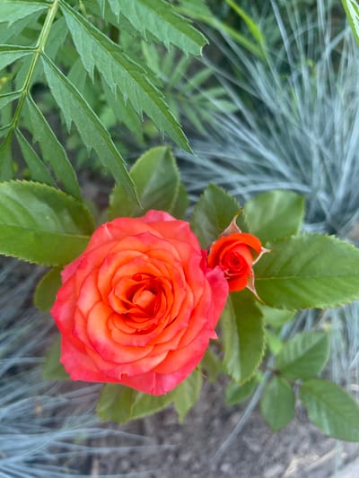 An overhead, close-up shot captures two coral-colored roses with green foliage and blurred background elements. The larger rose, in full bloom, occupies the left and center of the frame, its petals unfurling in concentric layers. To its right and slightly behind, a smaller rosebud, tightly closed, shows a similar vibrant hue. The leaves are a deep green, with serrated edges visible on some. In the background, a soft focus of feathery, pale green ornamental grass and dark ground are visible. The scene suggests a garden setting.