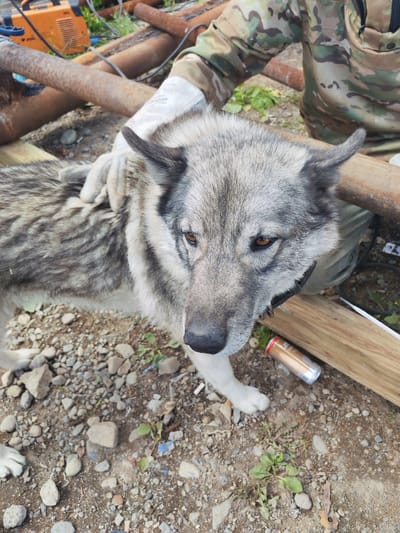 A medium shot captures a close-up of a grey and white husky-type dog in an outdoor, industrial setting. The dog's head is turned to the right, its amber eyes visible, and its ears are perked. The dog is wearing a dark collar. A person's hands, wearing white gloves and a camouflage-patterned shirt, are gently stroking the dog's back. In the background, rusty pipes and a welding machine are visible, suggesting a worksite. The ground is covered with gravel and some green foliage. A single aluminum can lies on the ground near a wooden plank. The scene is likely located in Termal'nyy, Russia, given the context.