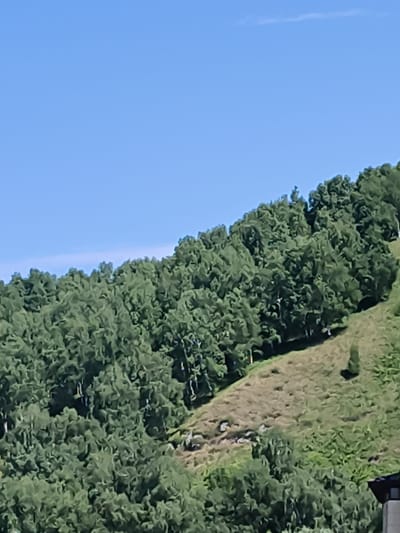 A clear blue sky is visible above a dense green forest covering a hillside. The trees are lush and varied in height, with some reaching higher than others. A patch of lighter green grass slopes gently down the hillside, with scattered rocks and some darker green vegetation. The overall impression is a natural, undeveloped landscape.
