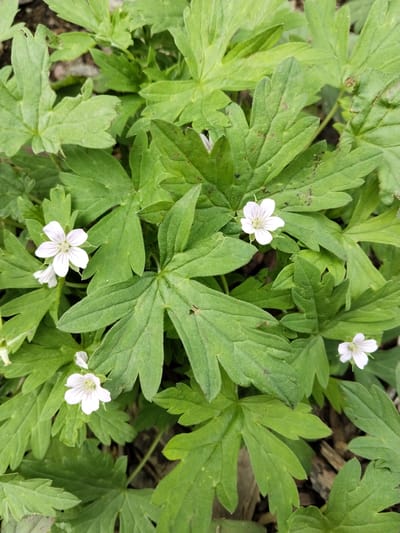 The image shows a cluster of small, white flowers with delicate, striped petals, interspersed with deeply lobed green leaves. The flowers have five petals, each with faint purple veins radiating from the center. Some of the flowers are fully open, while others are still budding or partially closed. The leaves are palmate, with several distinct segments. The background consists of more foliage and some dark soil or mulch. This scene appears to be a natural setting, possibly a garden bed or a woodland floor in Зелёное, Russia.