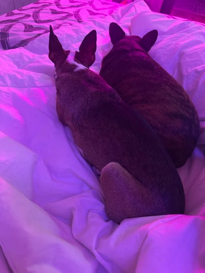 Two dogs are lying on a bed with purple lighting. The dog in the foreground is facing away from the camera, with its head and ears visible. It has tan and white fur. The dog in the background is also facing away, with only its back and ears visible. It has brindle-colored fur. The bed appears to be covered in a white duvet, which is wrinkled and creased. There is a pattern on the duvet in the upper left corner. The scene is indoors.