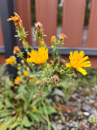 The image displays a cluster of bright yellow flowers in bloom, some with dried brown remnants of past blooms. The flowers are a key subject, with several in focus and others blurred in the background. The scene appears to be outdoors, likely a garden or natural setting, indicated by the presence of greenery, soil with small stones, and a weathered wooden fence in the background. The fence is painted a reddish-brown color and is partially obscured by foliage. There are no people or animals visible in the image. The lighting suggests it is daytime, with the sun illuminating the flowers. The overall impression is one of nature's resilience and beauty, with both vibrant life and the natural cycle of decay present.