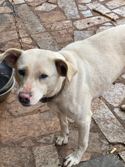 In the city of Đak Đoa, Vietnam, a light-cream colored dog, wearing a worn, dark brown collar, stands on an uneven, multi-toned stone-paved surface. The dog faces the viewer, its dark eyes gazing directly forward. Its pink nose shows areas of darker pigmentation and reddish discoloration on the bridge. Its ears are floppy with tan interiors. To the left of the dog's head, two stacked metal bowls are partially visible, the upper one containing liquid. A rusted metal chain hangs vertically in the upper left background. The paved ground is composed of irregularly shaped flagstones in shades of brown, grey, and red. Scattered on the ground are small debris particles, a broken piece of wood in the upper right, and a white cigarette butt with an orange filter in the lower right. The dog's forelegs and front paws are prominent, displaying elongated nails. Its hindquarters are largely out of frame to the right.