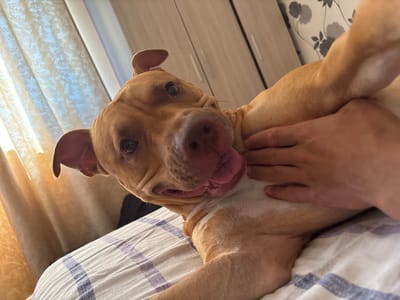 A close-up shot depicts a tan-colored dog with a partially extended tongue. A person's hand is on the dog's chest. The dog is on a bed with white and blue striped bedding. Background elements include curtains, a wall with floral wallpaper, and a cabinet. The location is not evident in this image.