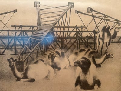 The image depicts a scene in Ankara, Turkey, featuring several camels resting or standing amidst a backdrop of industrial metal structures. The drawing style is rough, with visible speckling, suggesting a charcoal or pencil sketch. In the foreground, several camels are positioned on sandy ground. One camel on the left is sitting and appears to have Arabic inscriptions on a small object next to it. Several other camels are also seated, with some appearing to be resting their heads. In the middle ground and background, intricate metal scaffolding and framework dominate the scene, resembling construction or industrial equipment. Some of these structures are angular and complex, with beams and supports extending upwards. A bridge-like structure with wooden planks is visible, leading into the metal framework. The lighting in the image is somewhat diffused, creating shadows that add depth to the scene. The overall impression is one of an industrial area or a construction site where camels have become integrated into the environment.
