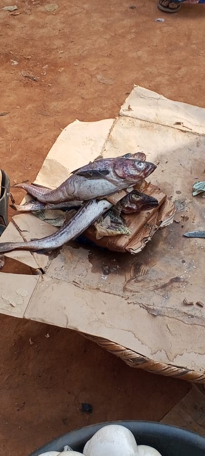 Three long, grey fish are stacked on top of each other on a piece of cardboard. The fish have distinct heads with small eyes and elongated bodies. The cardboard sits on a rough, woven surface, possibly a table. Below, a glimpse of white, round objects in a dark container is visible. The background is a blurred reddish-brown surface, likely dirt or soil. The scene is outdoors, possibly a market or a place where the fish are being sold.