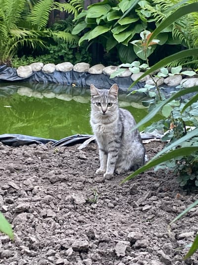 A grey tabby cat sits on dry, brown soil in front of a green pond. The pond's edge is lined with black material and grey stones. Lush green ferns and other foliage are visible behind the pond, creating a garden setting. The image appears to be taken in the city of Romny, Ukraine. The cat is facing the camera with a neutral expression. The soil is uneven and appears recently disturbed.