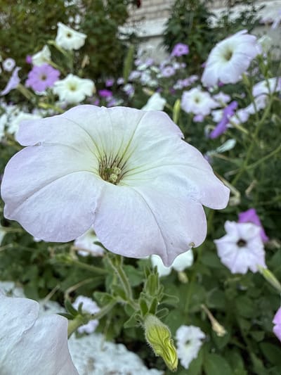 The media file shows a close-up of white and purple petunias in bloom. The main subject is a large, partially opened white petunia in the foreground, with its delicate petals and green-veined center clearly visible. Behind it, a variety of other petunias in shades of white and light purple are softly blurred, creating a bokeh effect. Some are fully bloomed, while others are still buds. The background consists of lush green foliage, suggesting a garden or planter setting. The lighting appears natural, likely daylight, with soft shadows. There is no visible text or human presence. The overall impression is one of natural beauty and floral abundance. The provided location context indicates this scene is in Piatykhatky, Ukraine.