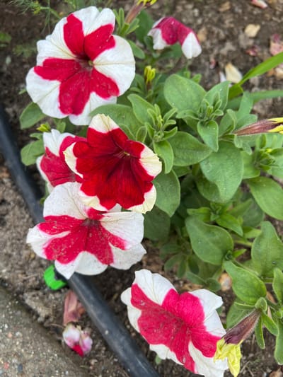 This image features a close-up view of several petunia flowers with red and white striped petals, blooming amidst green foliage. The flowers are the primary subjects, their vibrant colors contrasting with the muted tones of the soil and a black irrigation hose visible in the lower right quadrant of the frame. Some fallen petals are scattered on the ground, indicating the natural life cycle of the plants. A few unopened buds and a single, partially opened bud with yellow tinges are also visible, suggesting the ongoing blooming process.

The scene appears to be an outdoor garden setting, likely in Tamga, Kyrgyzstan, given the location context. The lighting suggests it is daytime, possibly morning or late afternoon, with natural sunlight illuminating the flowers. There are no people or animals present, and the focus is solely on the botanical subjects. The overall impression is one of natural beauty and growth. No text is visible in the image.