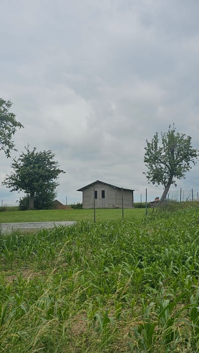 An outdoor, vertical, medium shot captures a rural scene under an overcast sky in Silenrieux, Belgium. In the foreground, a dense field of young corn stalks and other greenery stretches across the frame. A paved road or path runs horizontally across the middle ground, separating the cornfield from a grassy area.

Further back, a small, weathered wooden shed with a metal roof stands on the grass, featuring double doors. To the left of the shed is a mature deciduous tree with a full canopy of leaves. To the right of the shed, another mature tree leans noticeably to the right. Beyond the shed and the leaning tree, a wire fence encloses an area that appears to contain some agricultural structures or equipment, including what might be a greenhouse. The overall environment suggests a farm or rural property. There are no people visible in the image.