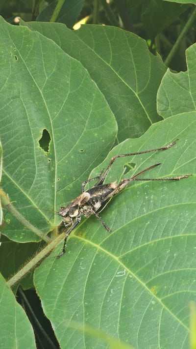 The image shows a close-up view of a large, brown and black grasshopper on a vibrant green leaf. The grasshopper is positioned diagonally across the leaf, with its long legs extended and its antennae reaching upwards. Its body is segmented, with intricate patterns of light and dark brown and black. The leaf it rests on is broad and veined, with a few small holes and some minor damage along its edges. Other green leaves and foliage are visible in the background, out of focus, creating a natural, outdoor setting. The lighting suggests it could be daytime. The image is taken from a top-down perspective, highlighting the texture and details of both the insect and the leaf. No text is visible in the image. The location context is Cheonan-si, South Korea.