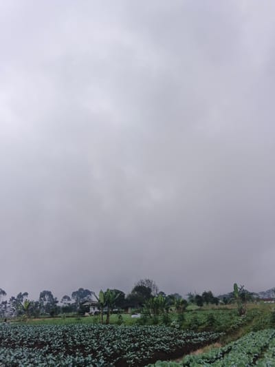 A landscape under a grey, overcast sky. A field of cultivated crops stretches across the foreground, with rows of vegetation visible. Behind the field, a line of trees and scattered banana plants frame a house or structure in the distance. The sky occupies most of the frame, contributing to the muted and somber tone of the image.