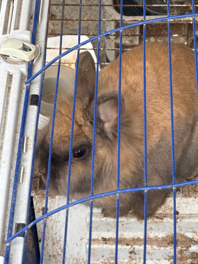 Within Profesor Ishirkovo, Bulgaria, a domestic rabbit with brown-tan fur and darker facial markings is contained within a rectangular cage. The rabbit is positioned facing forward, with its left eye clearly visible. The cage features blue vertical metal bars across the front, with a white plastic upper-left panel that includes a latch mechanism. The interior floor of the cage is covered with a soiled light-colored bedding material, consistent with wood shavings or dirt. A white, circular feed or water bowl is partially visible through the bars in the upper left background of the cage. The cage exhibits signs of use and accumulated dirt. The lighting indicates an outdoor or brightly lit indoor setting. No human presence or direct interaction is depicted.