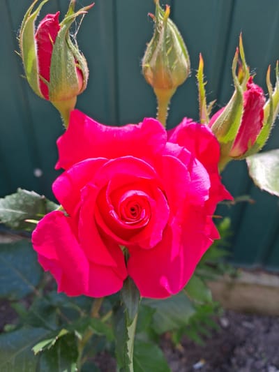 A close-up, eye-level, vertical shot captures a vibrant pink rose in full bloom, its petals unfurling in a spiral pattern at the center. The rose is surrounded by several buds, some tightly closed and covered in fine hairs, others beginning to open, revealing hints of pink. The backdrop is a muted teal fence, which creates a sharp contrast with the bright color of the rose. Lush green foliage is visible below and to the left of the rose, and the ground beneath appears to be dark soil with some scattered debris. The lighting suggests it is daytime, with a soft glow illuminating the rose and casting gentle shadows. The image does not contain any people or explicit indications of a specific location within the city of Krolevets, Ukraine.