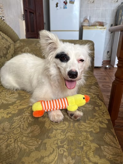 A white dog with black markings around one eye and a pink tongue hanging out lies on a patterned couch, holding a yellow and orange striped plush toy with its paws. The dog appears to be resting. The couch is in a dimly lit room with a refrigerator and other household items visible in the background.