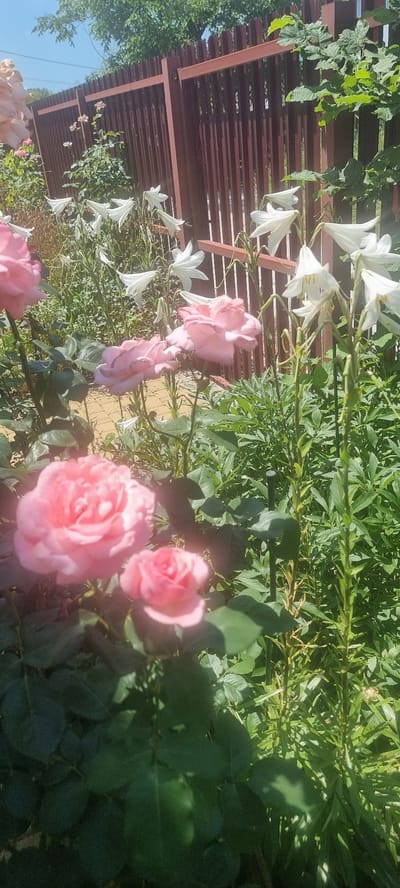 The image depicts a garden scene with pink roses in the foreground and white lilies in the background. A brown wooden fence runs horizontally across the upper portion of the image, separating the garden from the outside. Green foliage and trees are visible beyond the fence, suggesting a natural outdoor environment. The lighting indicates it is daytime, with sunlight casting shadows on the plants. The location is identified as Chernomorskiy, Russia, though no specific city features or individuals are present in the frame.