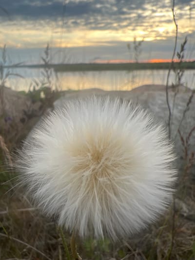 A close-up, low-angle shot of a fluffy white dandelion seed head in the foreground. The background is a blurred landscape featuring a calm body of water reflecting the sky. The sky is filled with dramatic clouds in shades of gray, blue, and yellow, with hints of orange from a setting or rising sun peeking through. Tall, dry grasses and a few rocks are visible in the mid-ground, adding texture to the scene. The image appears to be taken outdoors, possibly in a natural or park-like setting near Nasva alevik, Estonia, given the typical landscape of the region. There are no people or animals visible in the image. The lighting suggests it is either early morning or late evening.