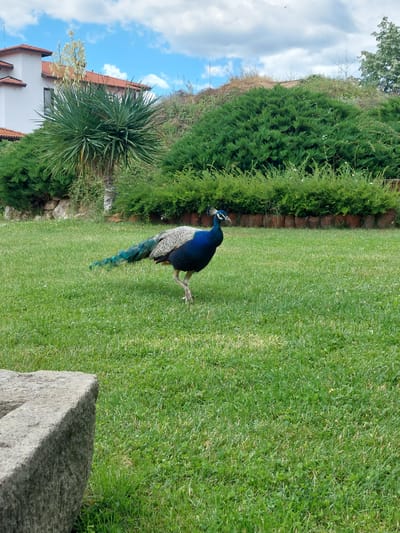 A male peacock stands on a lush green lawn in Krasnovo, Bulgaria. The peacock is predominantly blue and green, with iridescent feathers. Its long, elaborate tail feathers trail behind it, displaying a gradient of blues, greens, and teal. The bird's head is adorned with a crest of delicate feathers. In the background, a white building with red-tiled roofs is visible, partially obscured by dense green foliage. The area appears to be a garden or park, with manicured bushes and a stone structure in the foreground. The sky above is a vibrant blue with scattered white clouds.