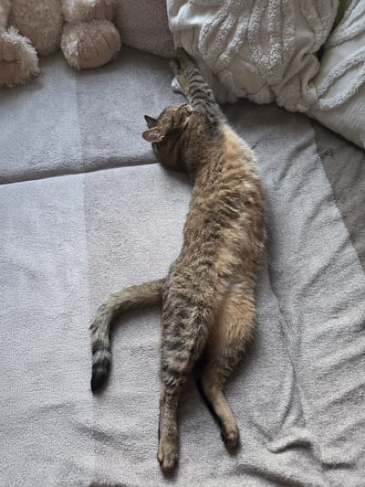 A tabby cat is sleeping on a grey textured couch. The cat is lying on its back with its legs stretched out. Its tail is curled up to its side. There are several stuffed animals on the couch to the left of the cat, and decorative pillows to the right. The scene appears to be indoors. The location of the city of Brzeg, Poland is not visible in the image.