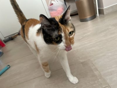The media file shows a calico cat with its tongue sticking out, captured in a close-up shot from a low angle. The cat's fur is a mix of white, orange, and black patches. Its eyes are open and appear to be looking directly at the camera. The background is a light-colored, possibly wooden floor with visible seams. To the right of the cat, a light blue cylindrical object is partially visible. Further to the right, a dark gray and silver vacuum cleaner attachment is seen. A metallic cylinder, possibly a speaker or air purifier, is positioned to the left and slightly behind the cat. The overall impression is of a playful or curious cat, likely indoors. The lighting suggests it could be daytime. No text is visible in the image.