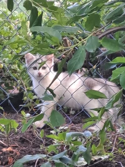 A white cat with subtle cream or light brown markings is visible, looking directly at the camera through a chain-link fence. The cat appears to be resting on its back or side on the ground, with its body partially obscured by the fence and surrounding foliage. Its face, featuring dark observant eyes and a small pink nose, is prominent.
The scene is dominated by dense green leaves and vines that intertwine with the chain-link fence, creating a natural, somewhat overgrown setting. Small green berries or buds are visible on some of the vines. The background shows dark brown soil and further greenery.
The image is captured during the daytime, indicated by the natural, soft light filtering through the vegetation. No specific weather conditions are discernible, but the scene appears calm. No human subjects or visible text are present. The location context is Полянки, Russia. The cat's expression conveys a sense of curiosity or gentle observation.