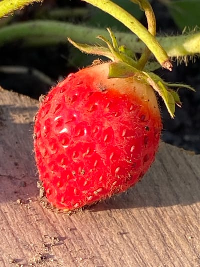 A close-up, macro shot shows a single, ripe strawberry resting on a weathered wooden surface. The strawberry is vibrant red, with its seeds prominently visible as small, white protrusions. The upper portion of the berry transitions to a lighter, yellowish-white hue, indicating it may not be fully ripe or has been exposed to more sun. A green stem with small, fuzzy hairs extends from the top of the strawberry, with other green foliage blurred in the background. The wooden surface beneath the strawberry exhibits a rough, textured grain and appears dry, with small specks of dirt or sand scattered around the berry. The lighting suggests it is outdoors, with sunlight casting shadows. The image does not contain any elements to suggest its location in Staromyshastovskaya, Russia, or any other specific geographical area. There are no people or actions depicted in the scene.