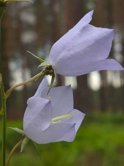 The image depicts a close-up view of two light purple bell-shaped flowers in bloom, positioned vertically on a stem. The foreground is dominated by the delicate petals and delicate yellow stamen of the flowers, with one flower above and slightly to the right of the other. The background is blurred, showing a soft bokeh effect of green foliage and brown tree trunks, suggesting an outdoor, natural setting. The lighting is soft, highlighting the translucent quality of the petals. The scene is devoid of any human presence or activity. The location is specified as Hargla, Estonia.