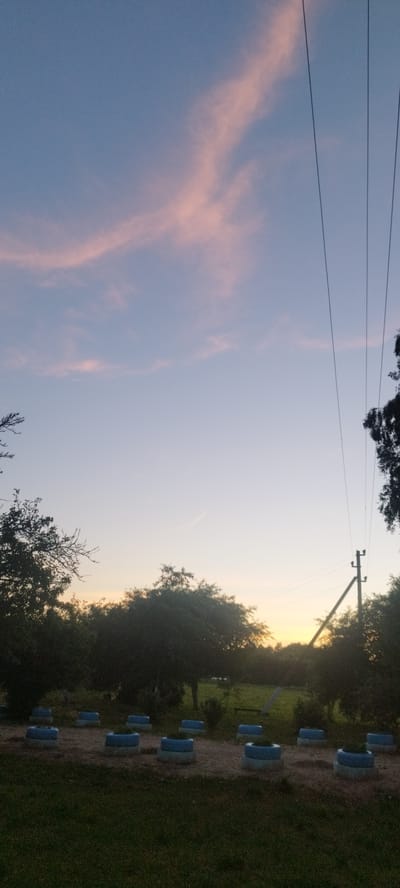The image shows a sky at dusk with pinkish clouds. There are power lines running diagonally from the upper right to the lower middle of the frame. Silhouetted trees are visible in the lower half of the image, with a power pole and wires breaking through the foliage on the right. In the foreground, there is a line of what appear to be planters made from repurposed tires, each painted with a blue rim and a lighter colored base, filled with greenery. The ground in front of the planters is covered in grass. The scene is likely outdoors in a rural or semi-rural setting.