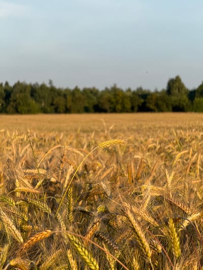 The image depicts a close-up view of a field of ripe wheat, illuminated by the warm light of what appears to be sunset. The wheat stalks are golden and heavy with grain, some with long, wispy awns. In the foreground, the focus is on individual stalks, showcasing their textures and the way the light catches their surfaces. The field stretches into the distance, creating a blurred expanse of golden hues. Along the horizon, a dense line of dark green trees forms a backdrop, suggesting a forest or wooded area. Above the trees, the sky is a pale, clear blue, with a faint haze that may indicate the setting sun. There are no people or animals visible in the image. The scene is set in a rural environment, likely a farm field, and given the context of the location, it is in Палыкавіцкі сельскі Савет, Belarus.