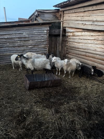 The image depicts a group of sheep in what appears to be a rural barn or shed in Dubrova, Russia. The structure is built with rough, unpainted wooden planks and has a somewhat dilapidated appearance. The sheep are huddled together. The ground is covered in straw and other debris.