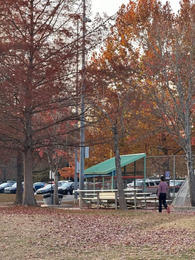 Autumnal landscape shows a baseball field bench with a green roof. A person in a pink sweater stands near the bench. The trees in the foreground have reddish-brown leaves, while the background trees display golden-brown foliage. Fallen leaves cover the ground. Cars are parked along a street visible through the trees. A wire fence encloses the field. The sky is overcast.