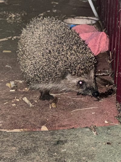 A hedgehog with spiny fur and a pinkish reflection in its eye is on a reddish-brown surface next to a pink cloth. The ground is covered in debris, including small sticks and possibly bits of paper. To the right of the hedgehog is a vertical dark red structure, likely a fence or wall. The scene appears to be outdoors, possibly in a yard or garden area in the city of Subkhankulovo, Russia.