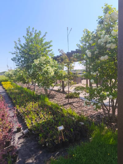 The image shows a plant nursery in what is likely Zimnyaya Gorka, Russia, based on the prompt. A row of trees with white snowball-like flowers is visible, alongside a variety of smaller plants in pots, some with red foliage and others with green. A wooden pergola structure extends into the background, and a mulch-covered area with decorative stones is behind the trees. In the distance, there is what looks like a parking lot or road. The sky is clear and blue, suggesting a sunny day. Streetlights can be seen in the background, giving a subtle hint of urban proximity. A small yellow sign with dark text can be discerned among the plants in pots. The foreground features an area covered with black plastic sheeting, on which potted plants are arranged.