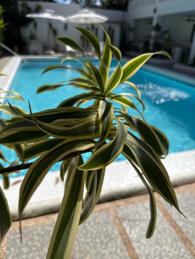 This image captures an outdoor poolside setting in Panglao, Philippines. A variegated plant, characterized by long, green and yellow striped leaves, is prominently featured in the foreground. It is situated on a light-colored paved surface, possibly stone or concrete tiles, which directly borders a bright blue swimming pool. The pool water exhibits surface ripples and sunlit reflections. In the blurred background, white architectural structures, consistent with a resort or hotel, are visible, along with two distinct white patio umbrellas. The scene is brightly illuminated by natural daylight. No individuals are present, and no specific actions or interactions are depicted.