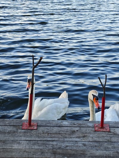 Two white swans swim in calm, dark blue water. The water has gentle ripples across its surface. In the foreground, a weathered wooden dock runs horizontally across the bottom of the frame. Two red posts with branches stuck into them are visible, one in front of each swan. The swan on the left is closer to the camera and is facing left with its head slightly tilted. The swan on the right is further away and is facing right. Both swans are predominantly white with orange beaks and black markings around their eyes. The water appears to be a lake or river. The lighting suggests it could be late afternoon or early morning, as the light is soft and the water reflects the sky. The scene is peaceful and natural. There is no visible text in the image.