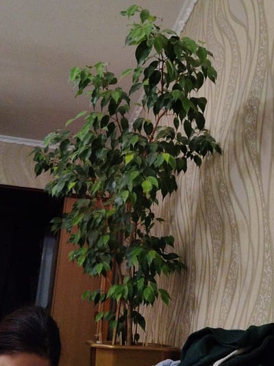 A potted ficus tree is centered in the frame, its dark green leaves filling most of the upper portion of the image. The tree is situated indoors, next to a wall with textured wallpaper featuring a vertical, wavy pattern in shades of beige and cream. To the left of the tree, a dark wooden door is visible. In the foreground, the back of a person's dark hair is seen. The lighting appears to be artificial, creating a slightly dim atmosphere. The image is taken from a low angle, looking upwards towards the tree. The location is identified as Okhtyrka, Ukraine.