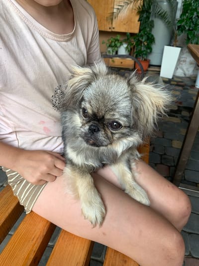 This media file features a close-up, overhead view of a person sitting outdoors, holding a small, fluffy dog on their lap. The person is wearing a light pink t-shirt with a delicate black pattern on the left side of the chest and striped shorts. Their legs are visible, with some faint red marks or bruises on the knees. The person's hands are gently holding the dog, with one hand resting on its back and the other supporting its leg.
The dog, a Pekingese or similar breed, is gray and tan with a long, shaggy coat and a flat face. It has dark, expressive eyes and a black nose. The dog is looking directly at the camera, its head tilted slightly. Its fur is somewhat messy, suggesting it might have been playing or resting outdoors.
The setting appears to be a patio or garden area, with a wooden bench visible beneath the person. The ground is paved with irregular, dark stones. In the background, there are some potted plants and wooden structures, hinting at an outdoor environment. The lighting suggests it is daytime, possibly late morning or afternoon, with diffused light. The overall mood is relaxed and intimate, conveying a sense of comfort and affection between the person and their pet. There is no visible text in the image.