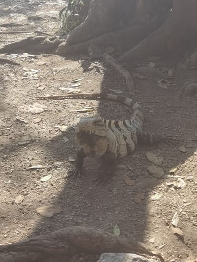 The image shows a large black and white iguana on the ground in the shade of a large tree. The iguana is facing left and its tail is curled around to the left. The iguana is standing on dry, brown dirt with some fallen leaves around it. The image was taken at a location in the city of San José, Mexico, with coordinates of latitude: 20.492, longitude: -87.258.