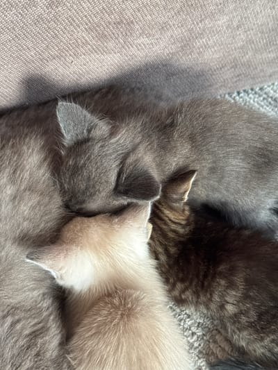 In the city of Obukhovo, Russia, a close-up, overhead shot captures a serene domestic scene on a sofa. The image focuses on a mother cat, predominantly grey, curled up with her three kittens. One kitten, a lighter cream color, is nestled close, its head tucked under its mother. Another kitten, a tabby with brown and black stripes, is partially visible, also seeking warmth and comfort. The third kitten is obscured by the others. The cats are resting on a textured grey fabric, likely a sofa or couch, with a hint of a lighter grey carpet underneath. The lighting is soft, creating a peaceful and intimate atmosphere.