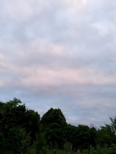 The image depicts a natural landscape featuring a dense line of dark green trees against a sky dominated by pale, cloudy formations with subtle hints of pink. The trees form a thick barrier across the bottom portion of the frame, with some lighter green foliage in the foreground. The sky is overcast, with the clouds appearing wispy and layered, obscuring any clear view of the sun or celestial bodies. The overall impression is of an outdoor scene, likely in a rural or semi-rural area, possibly on the outskirts of Psebai, Russia, given the natural setting and vegetation. There are no people or man-made structures clearly visible, suggesting a focus on the natural environment.