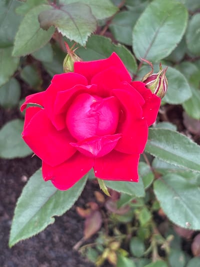 A vibrant red rose, partially bloomed, is the central subject of this close-up, outdoor photograph. The rose, with its layered petals, exhibits a gradient of color, deepening to a fuchsia hue at its center. To the right and left of the main bloom, two rose buds are visible, one more developed than the other, showing green sepals and hints of red. The rose and its buds are surrounded by numerous green rose leaves, some showing serrated edges and a slightly fuzzy texture. The background consists of more foliage and dark soil, suggesting a garden setting. The lighting appears to be natural daylight, casting subtle shadows. This image was captured in Mount Royal, Canada.