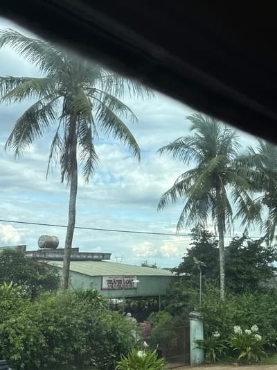 The image shows a slightly hazy view of a tropical scene, likely from within a vehicle, looking out. Two prominent palm trees frame the view, with one on the left and another on the right, both with green fronds and visible coconuts. In the middle ground, a low-rise building with a green, corrugated metal roof is visible. A sign on the building reads "THÀNH LONG KINH DOANH NÔNG SẢN" in red and white lettering, indicating a business related to agricultural products. To the left of the building, a water tank sits on the rooftop. The background consists of a cloudy sky with patches of blue. Lush green vegetation, including bushes and trees, fills the foreground and surrounds the building. A street light stands near the right side of the image, and a gate is partially visible. The overall impression is that of a rural or semi-urban setting in a warm climate. The location is identified as Ia Tôr, Vietnam.