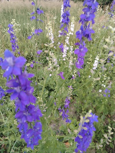 This media file captures a close-up view of a field filled with numerous Delphinium flowers, commonly known as Larkspur, in bloom. The flowers are predominantly vibrant purple, with some clusters of white and lighter blue flowers interspersed throughout the scene. The Delphiniums are characterized by their tall, spiky flower stalks, densely packed with individual blossoms. The foreground features several out-of-focus purple flowers, drawing the viewer's attention to the intricate details of the petals. In the background, a taller field of dry grass and foliage suggests a natural, rural setting. The image appears to have been taken during daylight hours, possibly in the late afternoon or early evening, given the soft lighting. The overall atmosphere is one of natural beauty and tranquility. The location context provided is Znamenski Sel'ski Soviet, Belarus. No people, objects, text, or specific events are visible in the image.